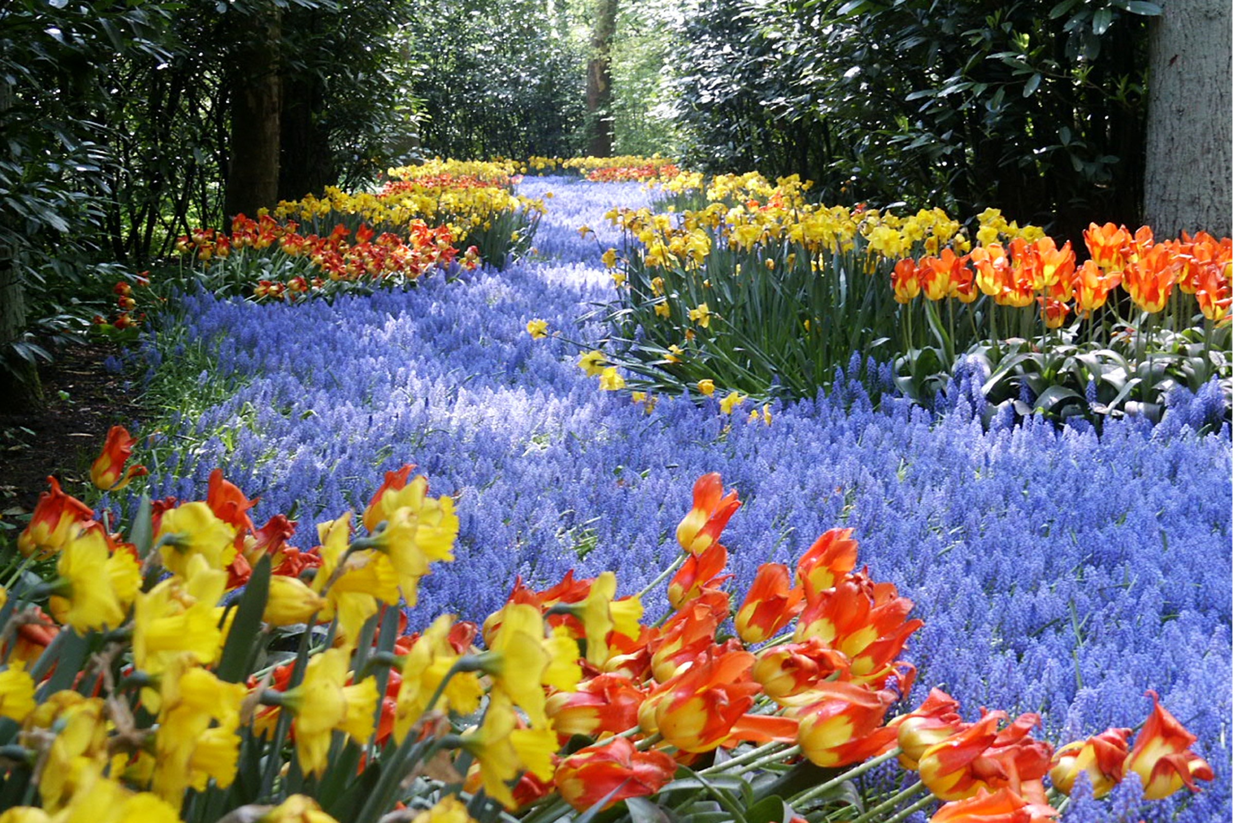 Holland virágtenger - Keukenhof! - A szomszéd kertje